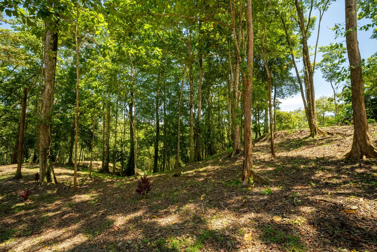 ID 953 - Paraiso Hills Nature Community (15).webp