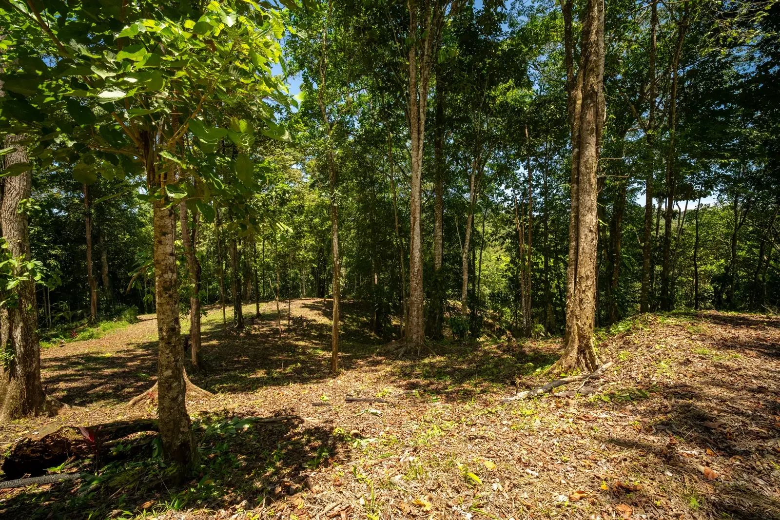 ID 953 - Paraiso Hills Nature Community (16).webp