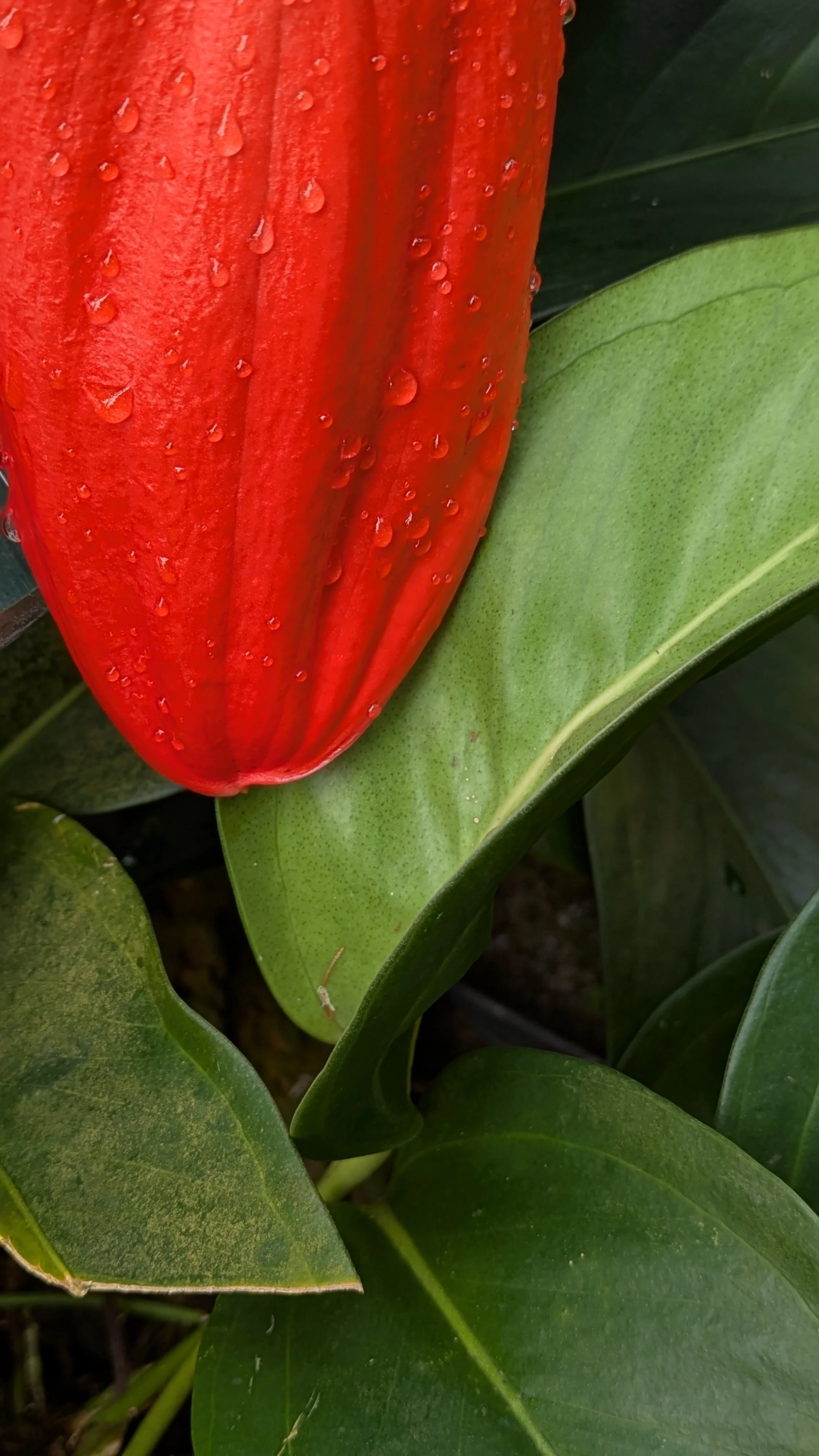 The Anxiety of Saying No