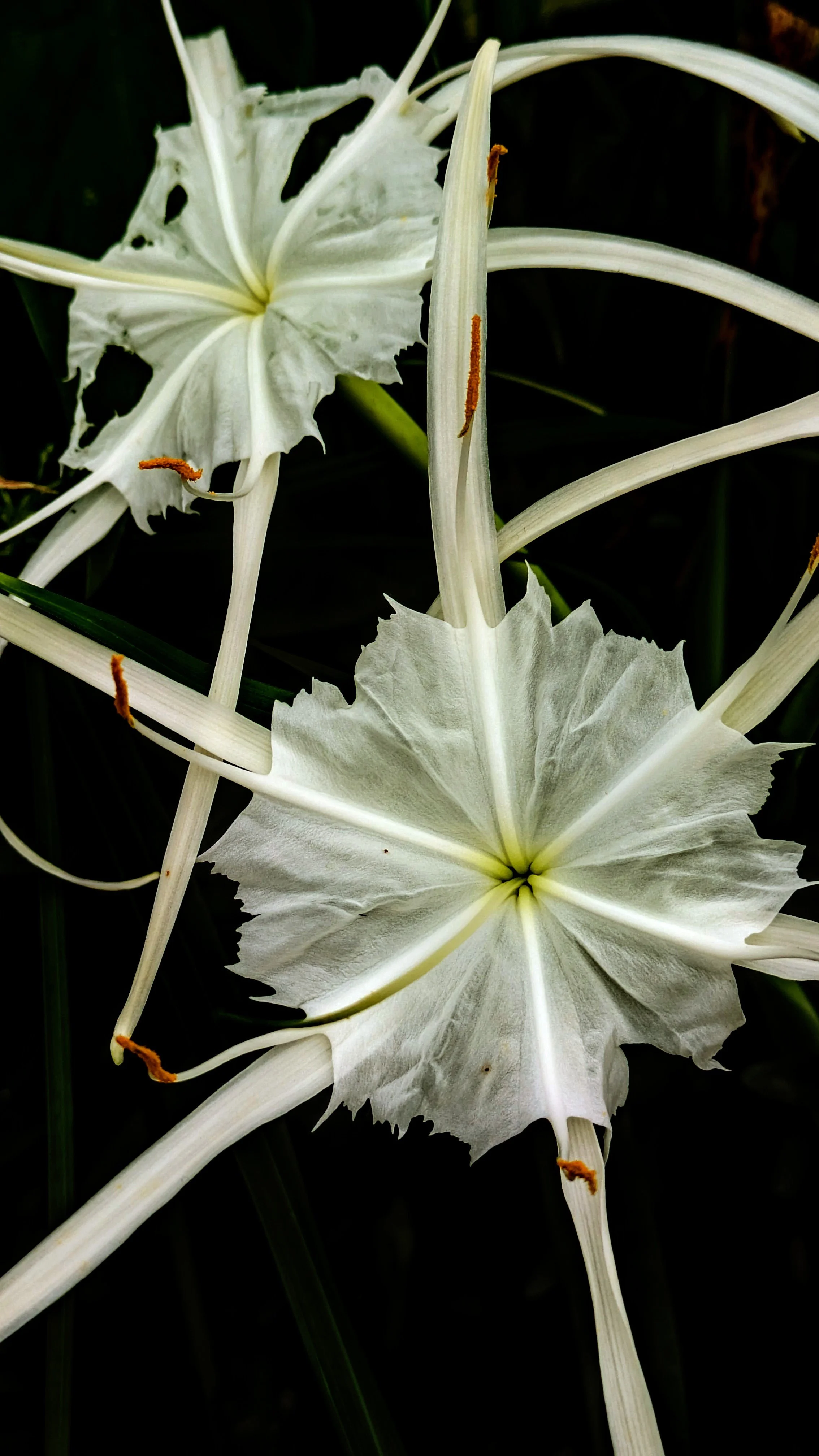 How Your Mind Traps You in Stressful Thinking Patterns