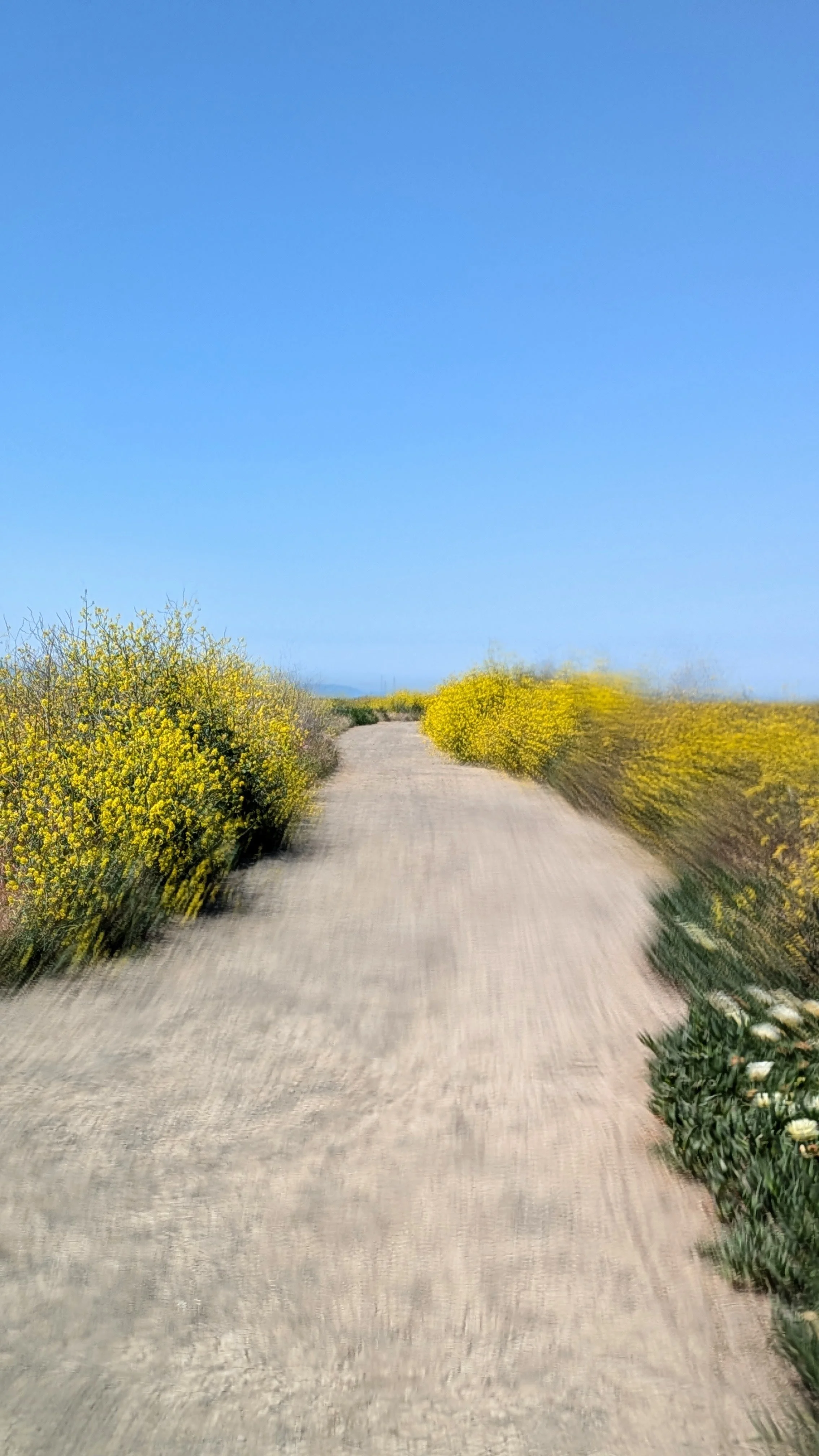 Some Of The Best Places to Walk in the South Bay Area— and Why Walking Helps When You’re Stressed