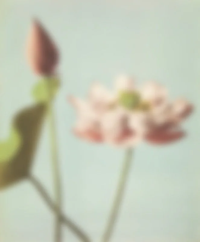 Blurred image of a pink and white flower with a budding flower on the left against a light background.