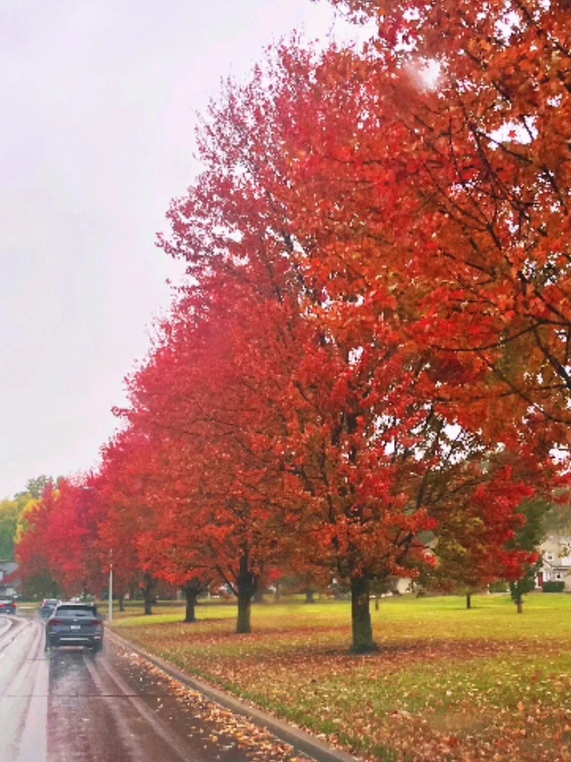 🥰🥰🥰 And just like that &mdash; it feels like fall! 🍁
The trees showed up like the cool kids of the neighborhood 🌈🍂

#octoberlove #changingseasons #beautifulfall #radicalpresence #colorfulleaves #soberlifestyle #cleanandsober #riseflowrest #octo