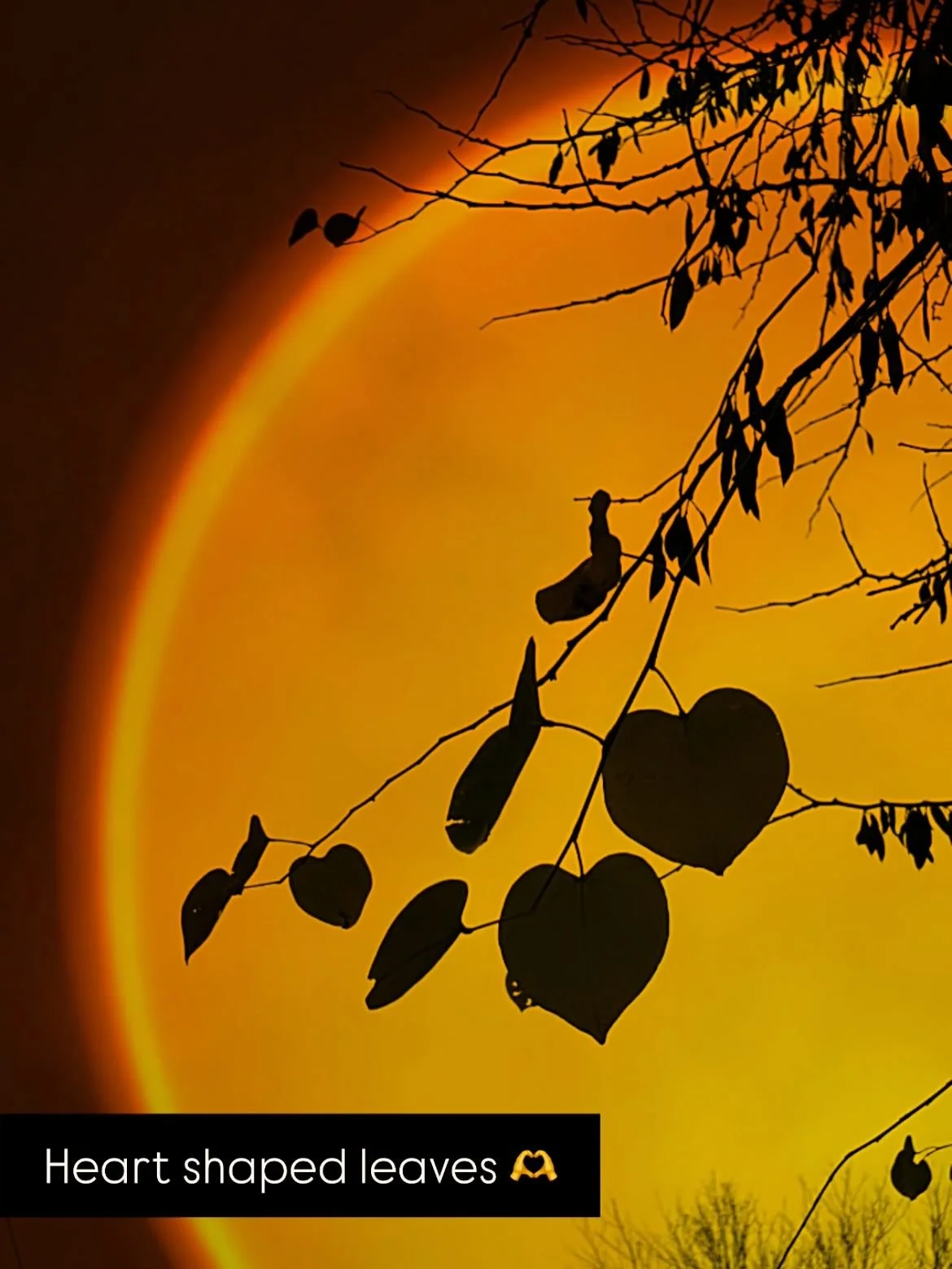 Some of the pretty views from my walk this morning!

✨ heart shaped leaves
✨ my favorite fall tree canopy
✨ vibrant cranberry colored leaves 
✨ a pause for gratitude, walking is such a good way for me to rest my mind 
✨ how the rust colored leaves of