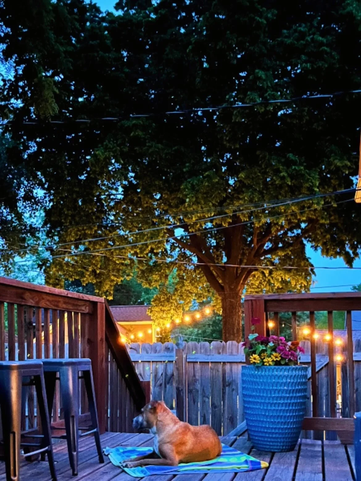 Mona in her element 💕

One of my favorite trees!

Sunshine 🫶

A card pull from my newest deck ✨

Childhood memories but make it pretzels (animal cookies) 😍

The light ✨🫶✨

A sweet memory from Phoenix! 🥰

Windy walk ✌️

My goldfish plant bloomed 