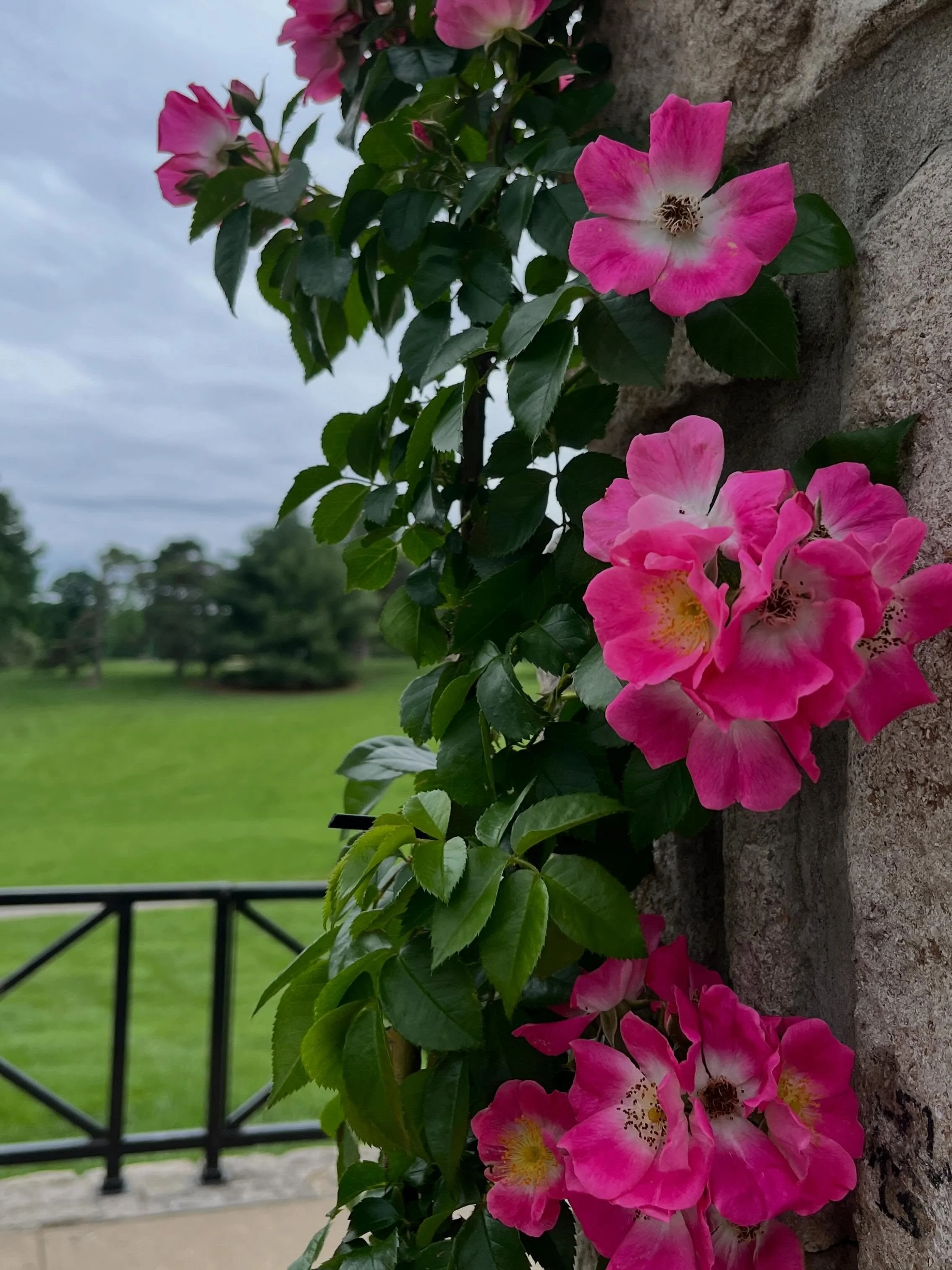 What a beautiful day to go see the rose garden at Loose Park! Just gorgeous! ✨😌✨

#loosepark #looseparkrosegarden #brookside #flowersfordays #flowerlove