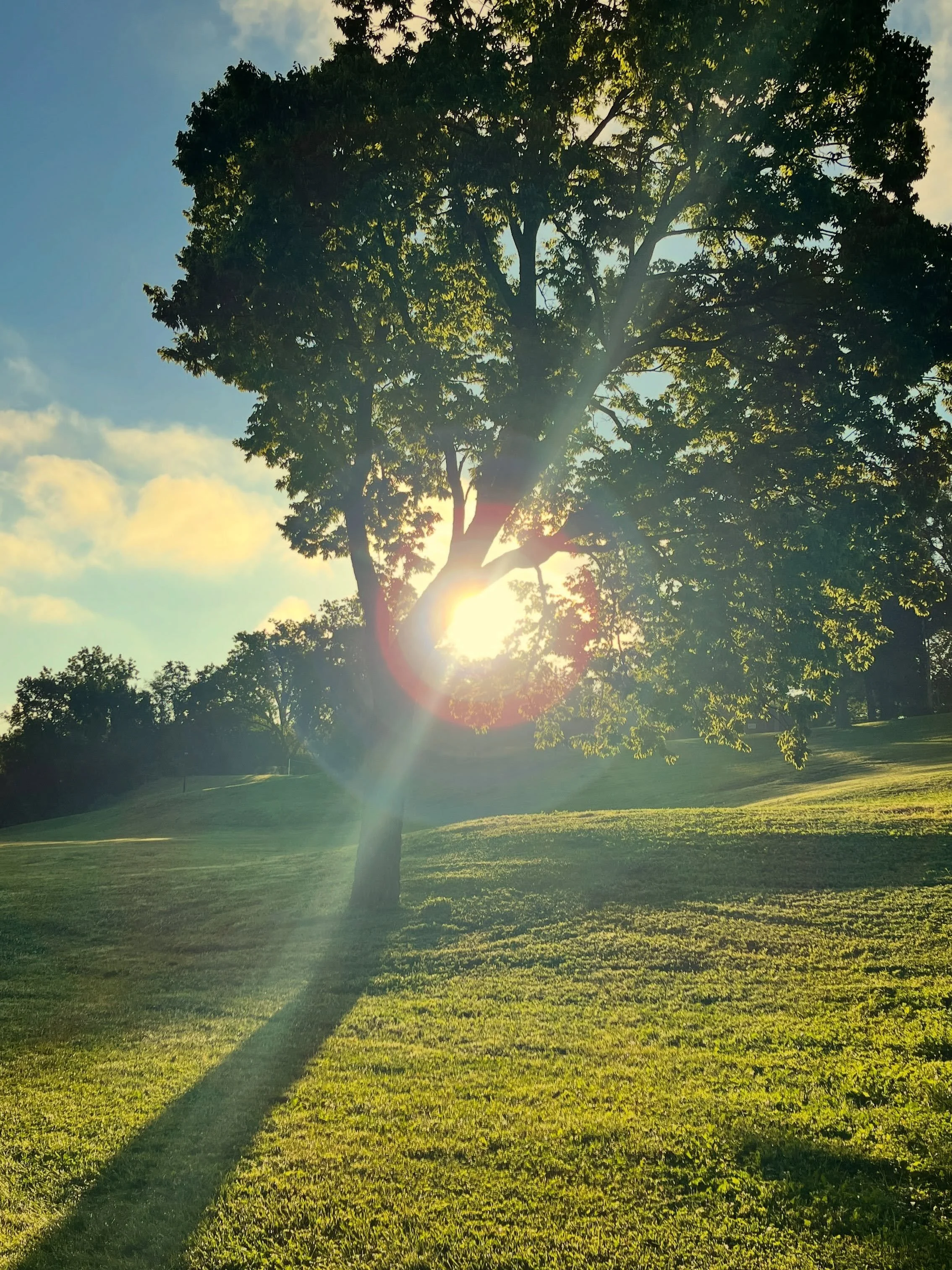 The light was so beautiful this morning it brought me to tears. That might also be because I saw a hawk and that felt extra special 🥰 (the hawk in flight on the next slide) 📸
