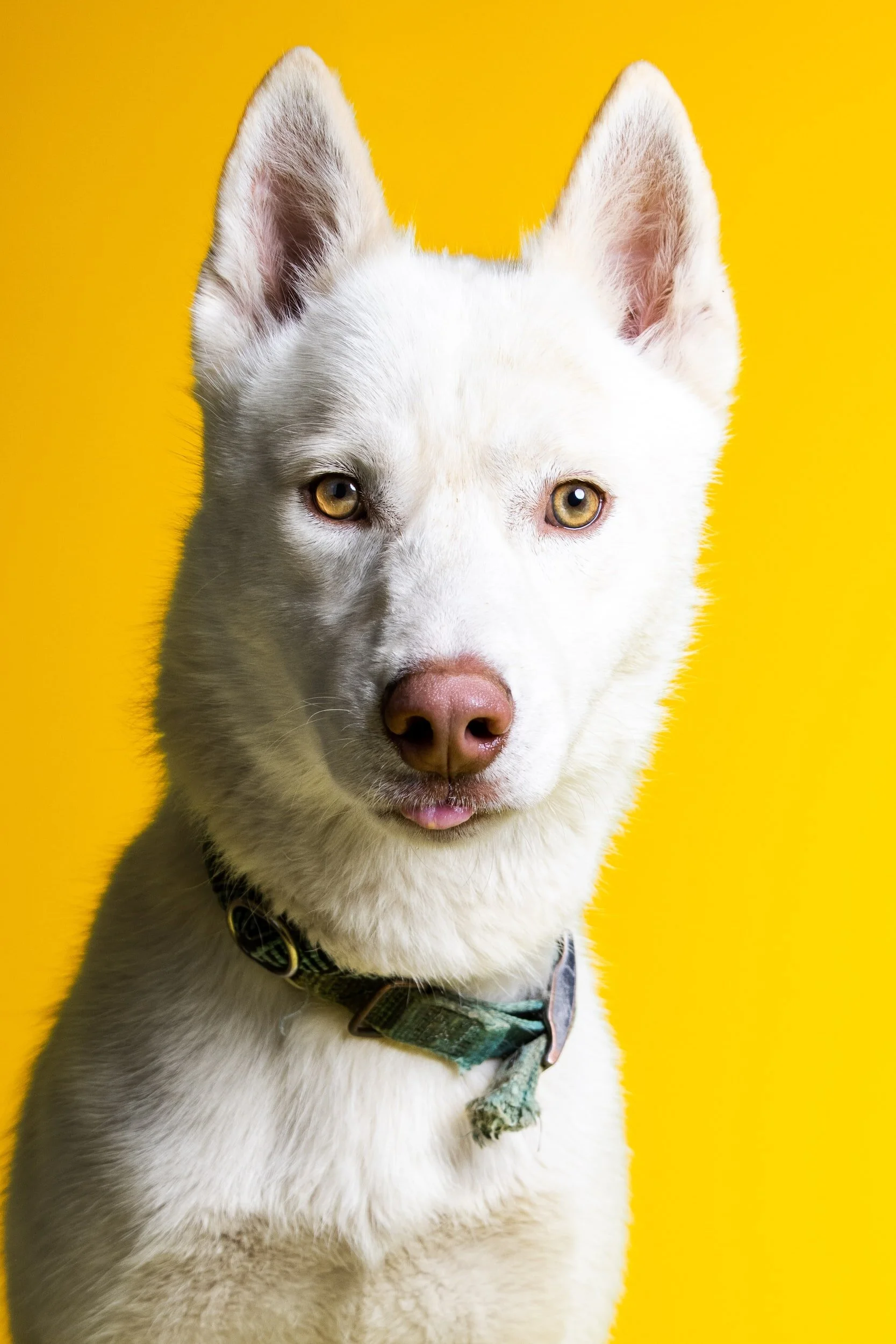 How-to-pick-a-dog