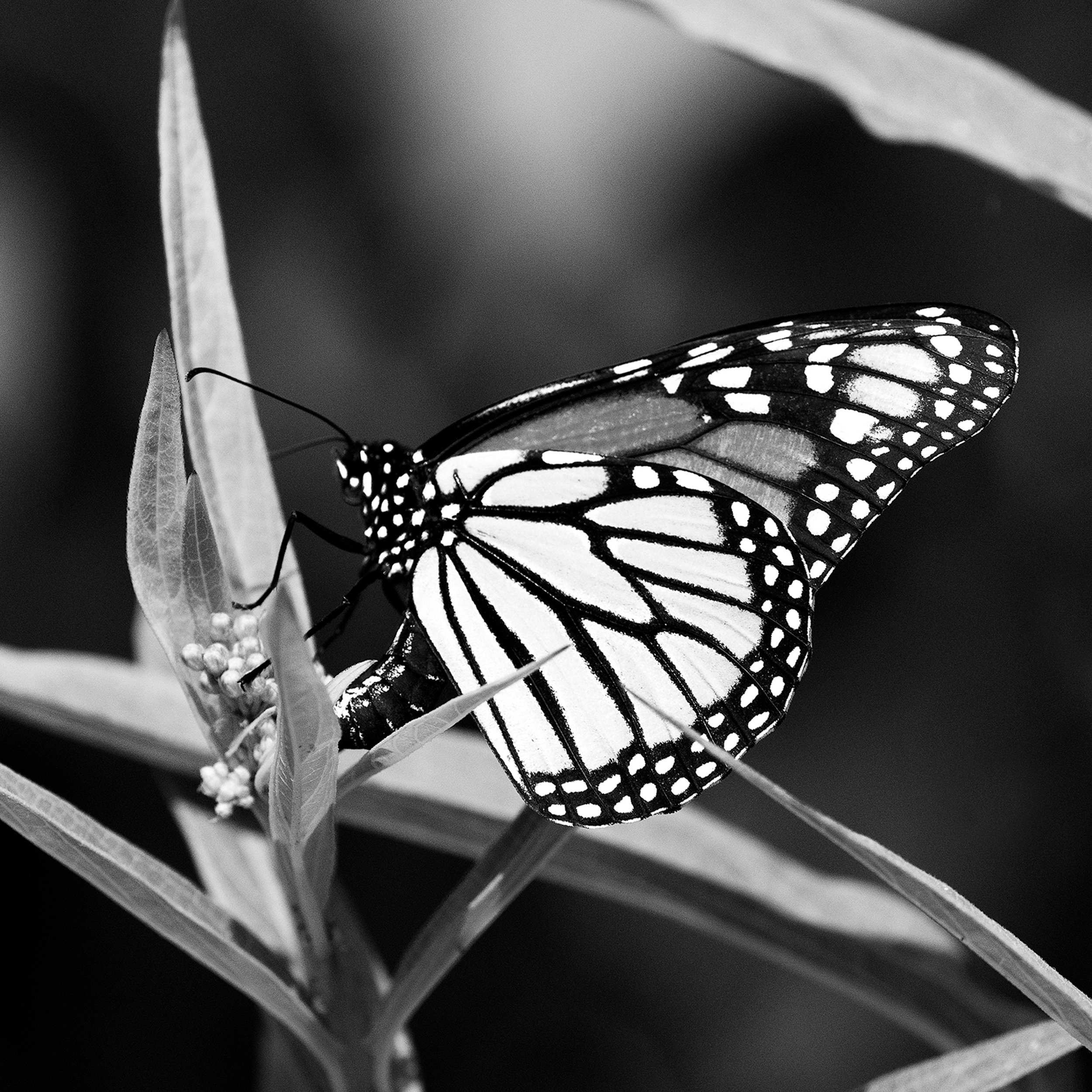 Monarchs and Native Milkweed