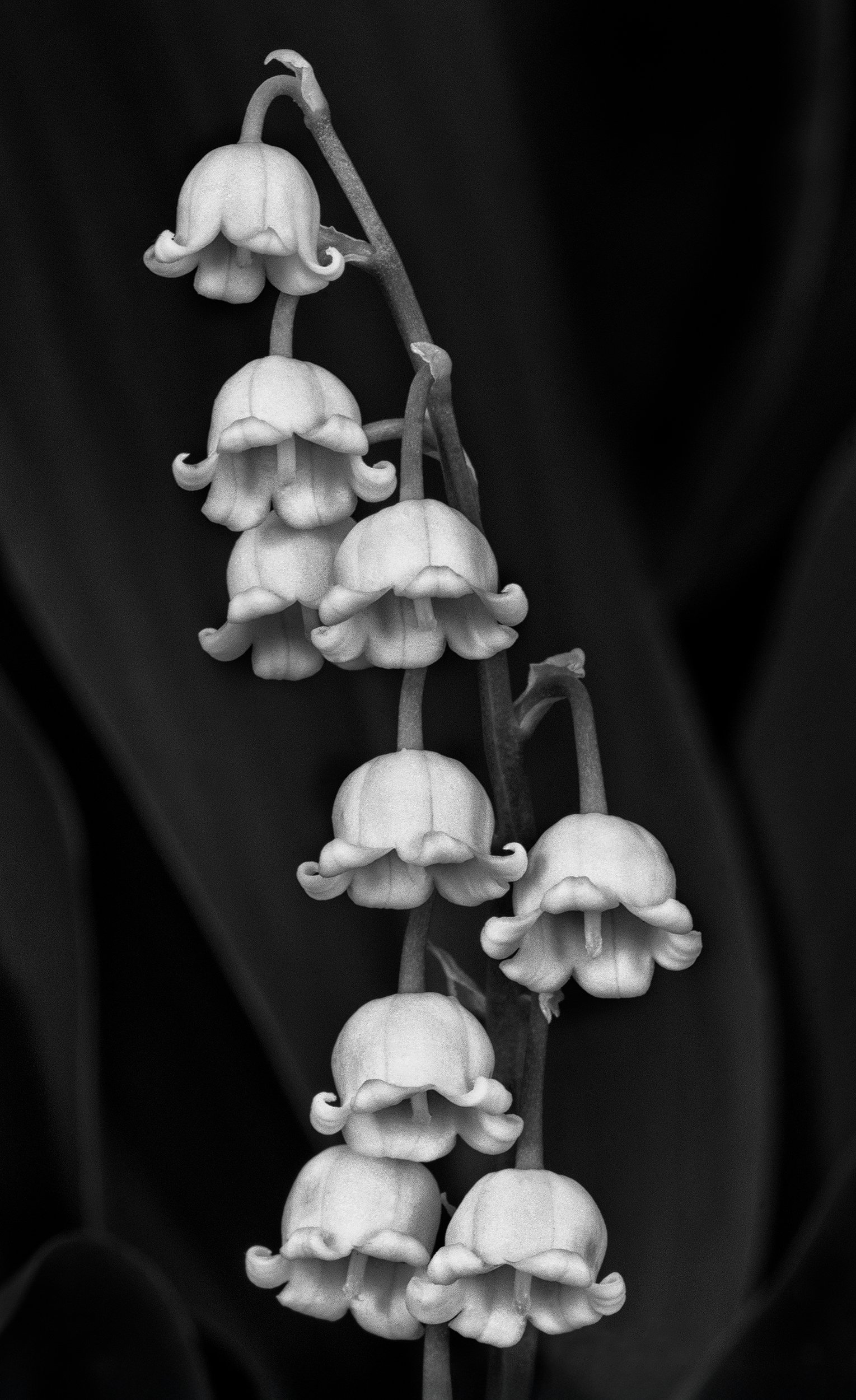 lily of the valley 1545 sRGB 2500.jpg