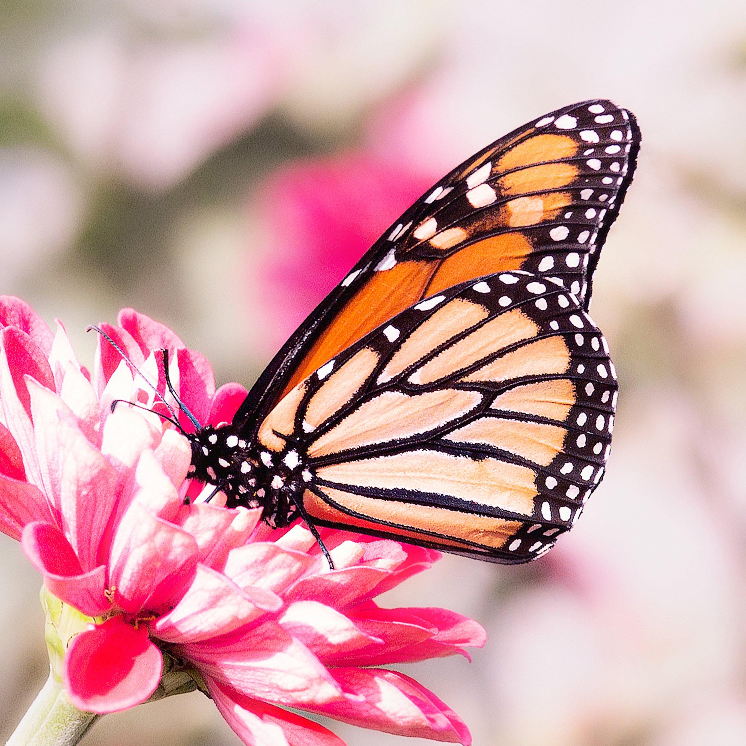 Nectar Times
