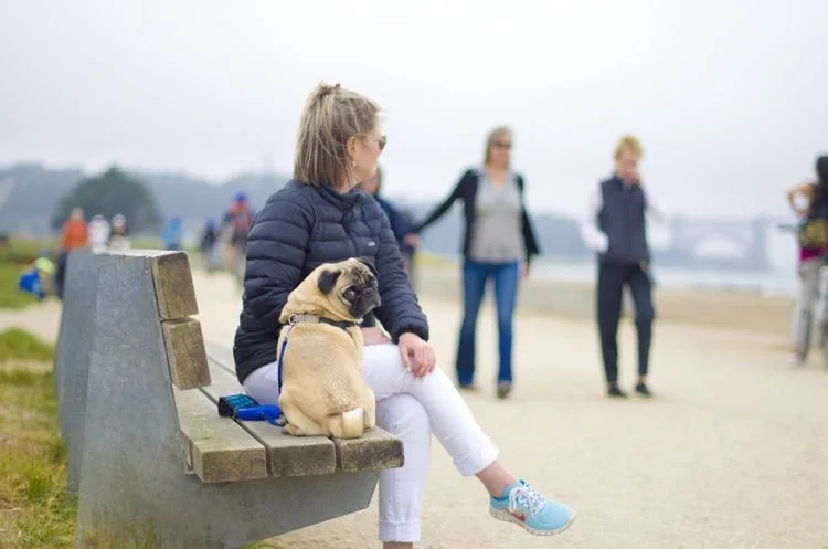 Crissy Field — Blank and Cables (1).jfif