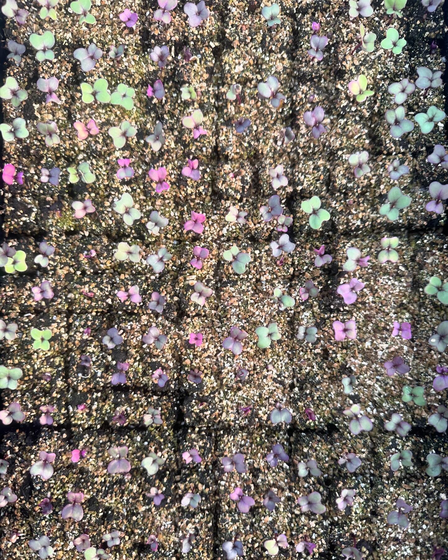 These beautiful plant babies in many shades of purple and green are all one variety of kohlrabi. I continue to experiment with the three sizes of soil blockers. This is three hundred three quarter inch blocks snuggled together in one tray. So far so 