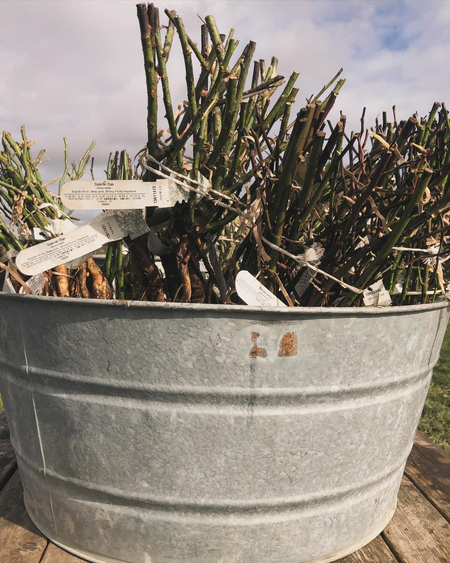 🌹🛁 Rose bath of a different kind! Last month we added one hundred thorned beauties to our flower field. This was a pre soak of the bare roots while we dug holes for their new homes. Everything takes so much longer than we think it&rsquo;s going to 