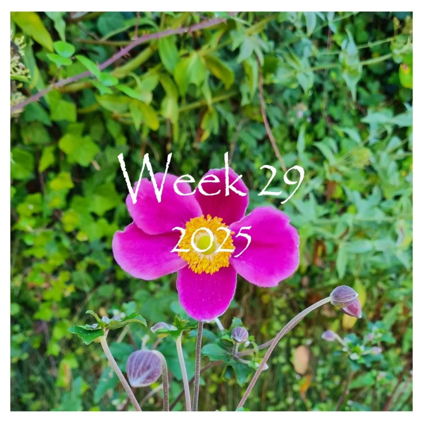 On holidays! No time to embroider, but to relax and visit exhibitions.
1. Flowers for inspiration
2. Claire Taburet
3. Francesco Vezzoli
4. Linen and other treasures from @maisonbleulin