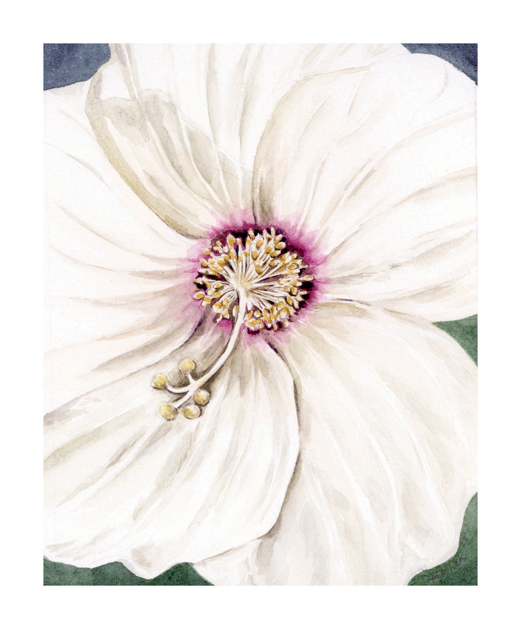 hibiscusandikeh website.png