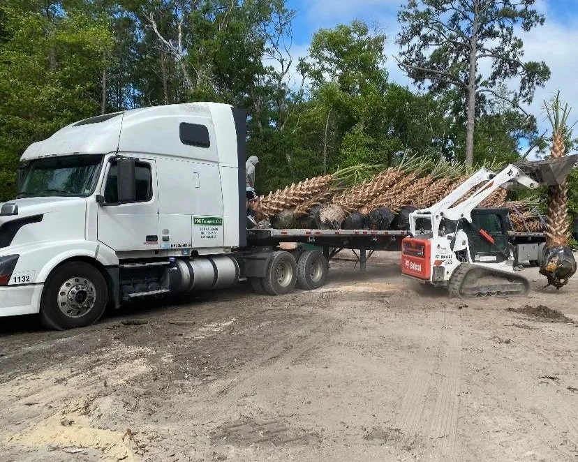 Palm tree installations.jpg
