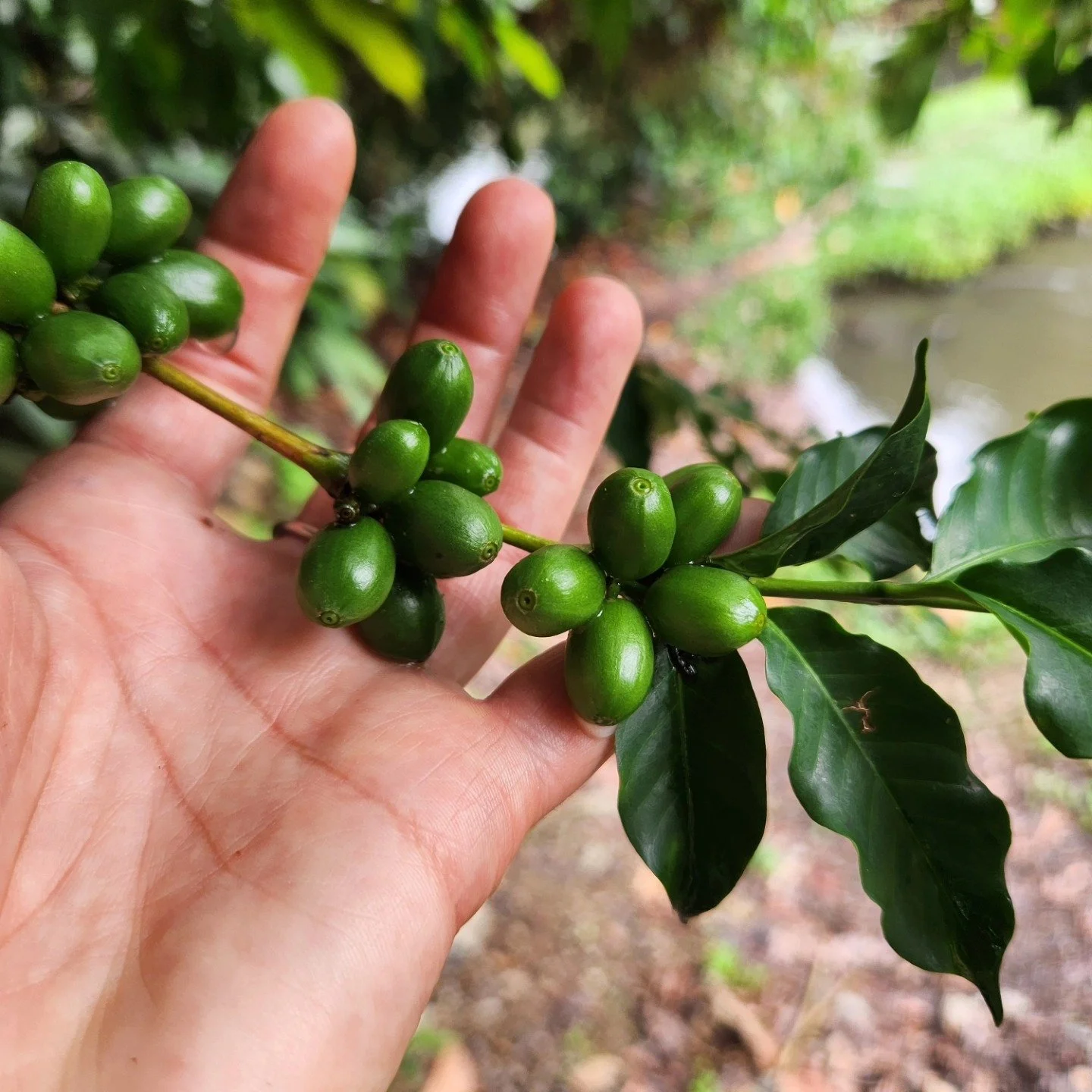 Peru coffee beans.jpg