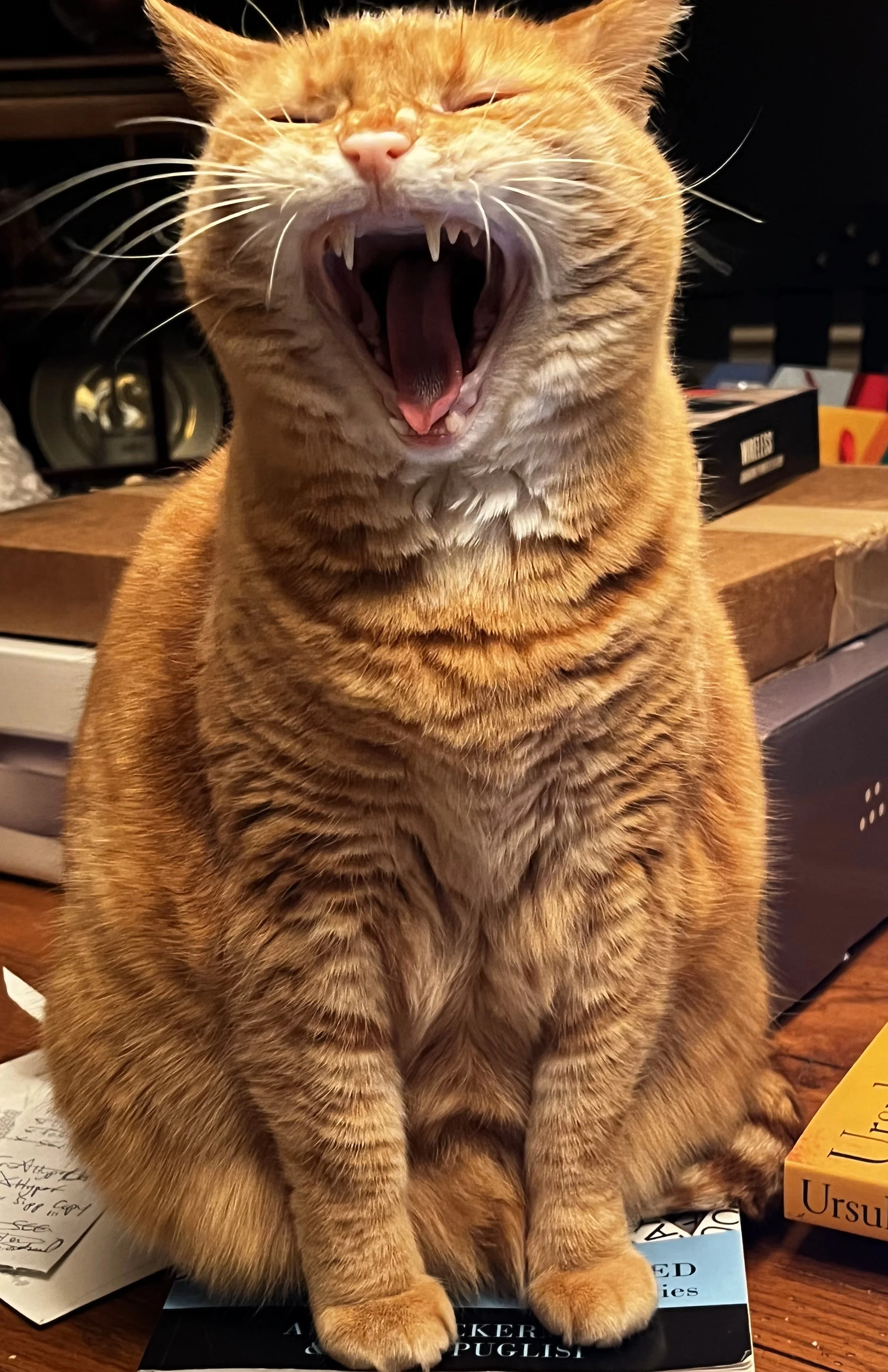 Yawning orange cat who looks like she might be yelling, actually