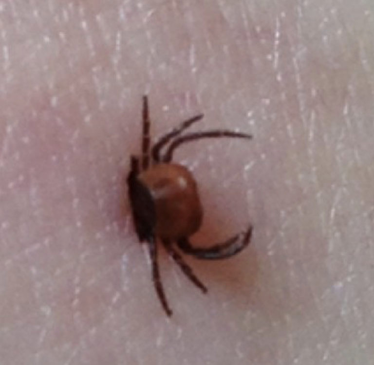 Tick Example