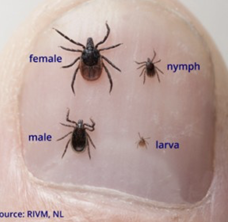 Tick Example