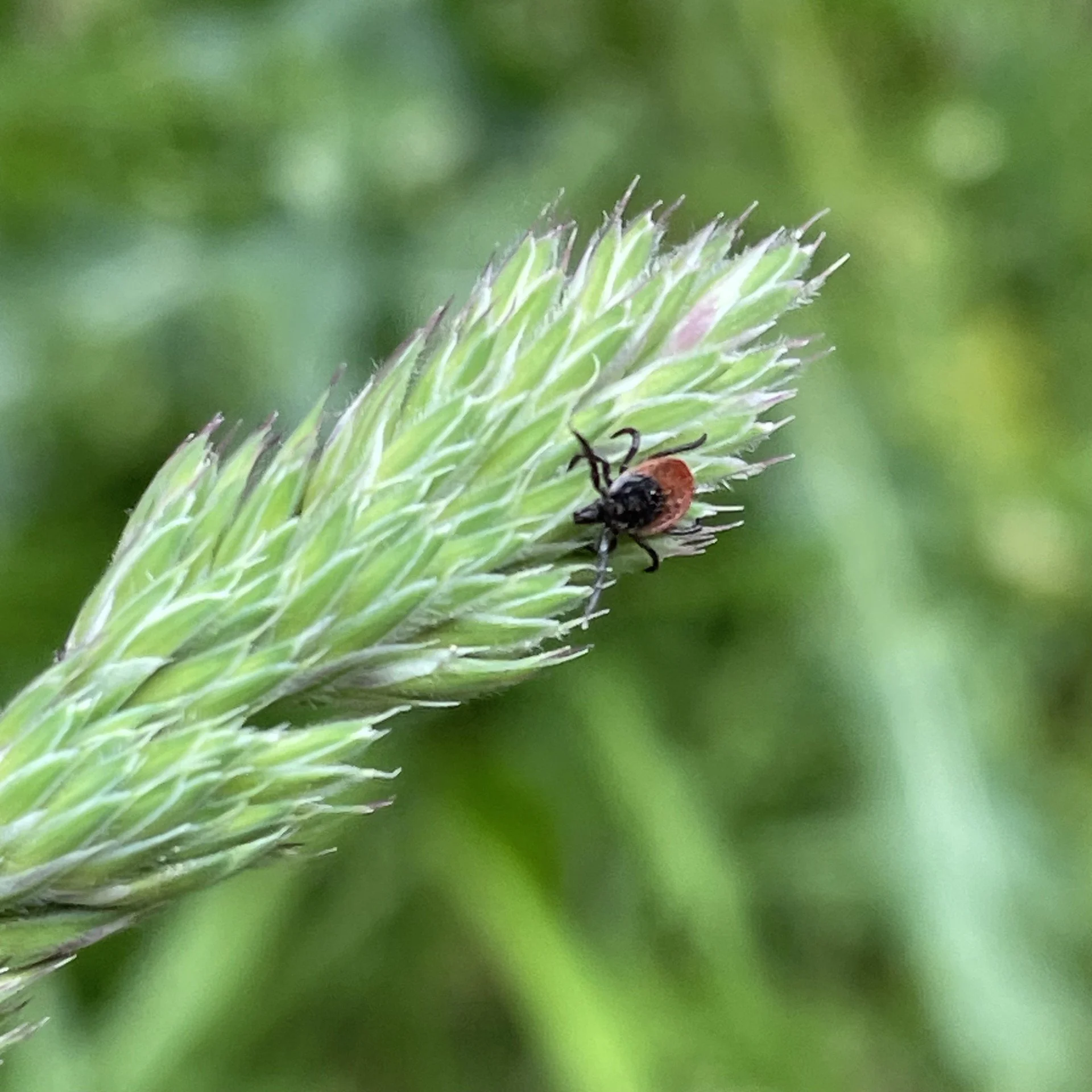 LRC Lyme Disease Tick on a Leaf.jpg