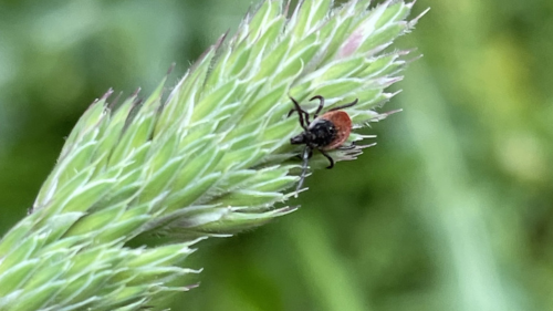 Tick Bites &amp; EM Rashes