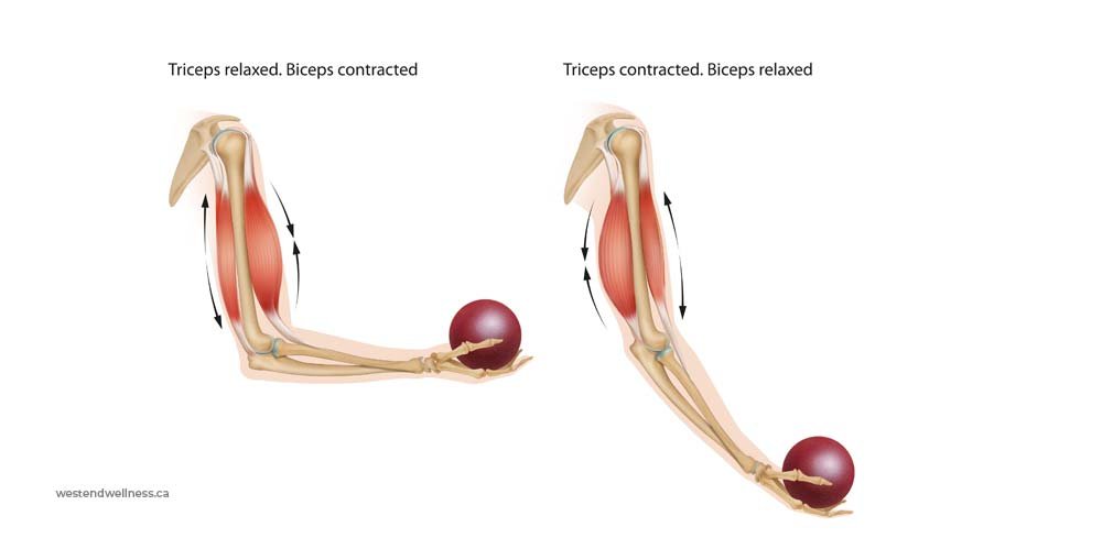 Diagram showing muscle activation during arm loading and force transfer, explaining strain from steep hiking ascents