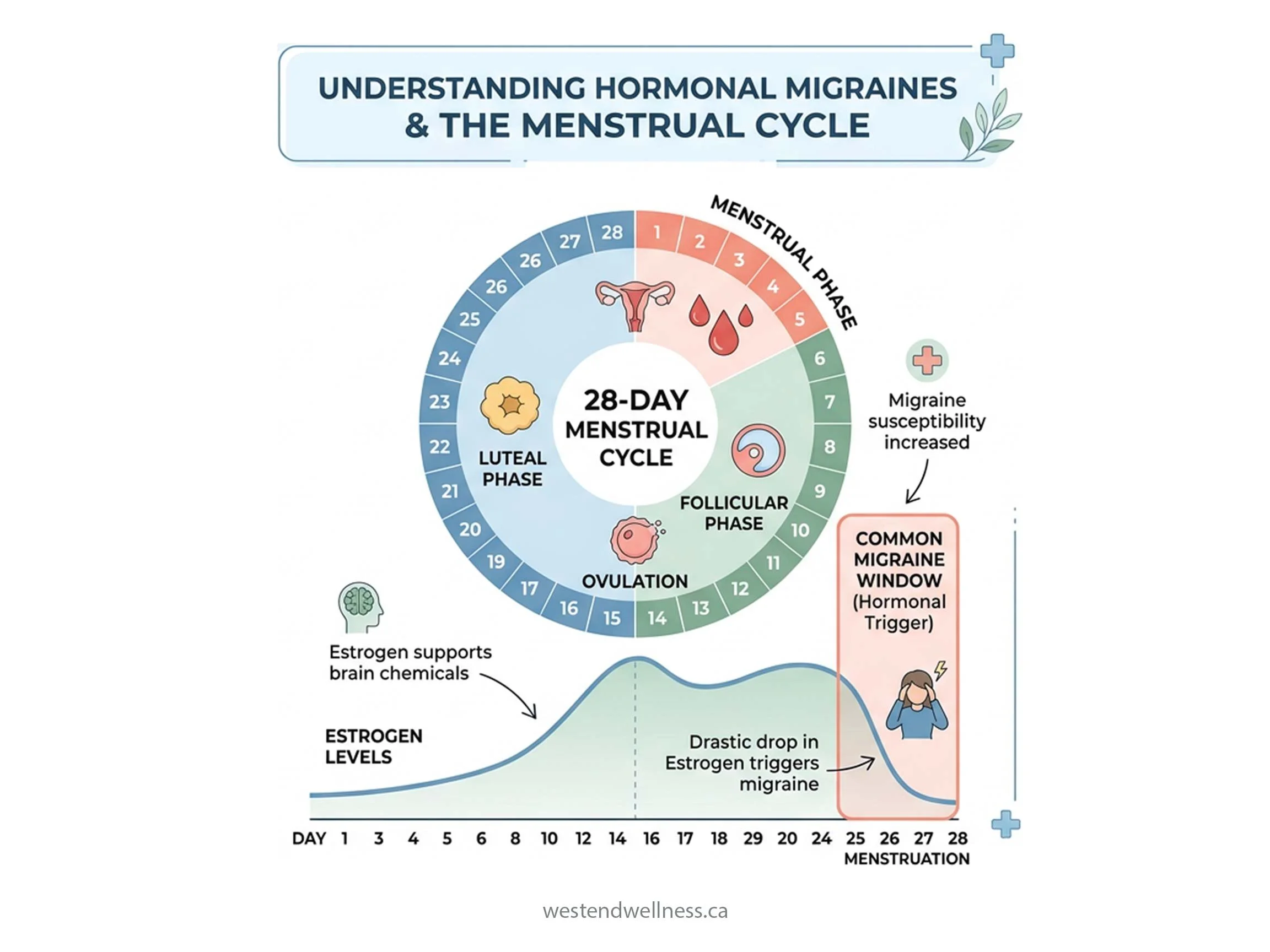 28-day menstrual cycle diagram