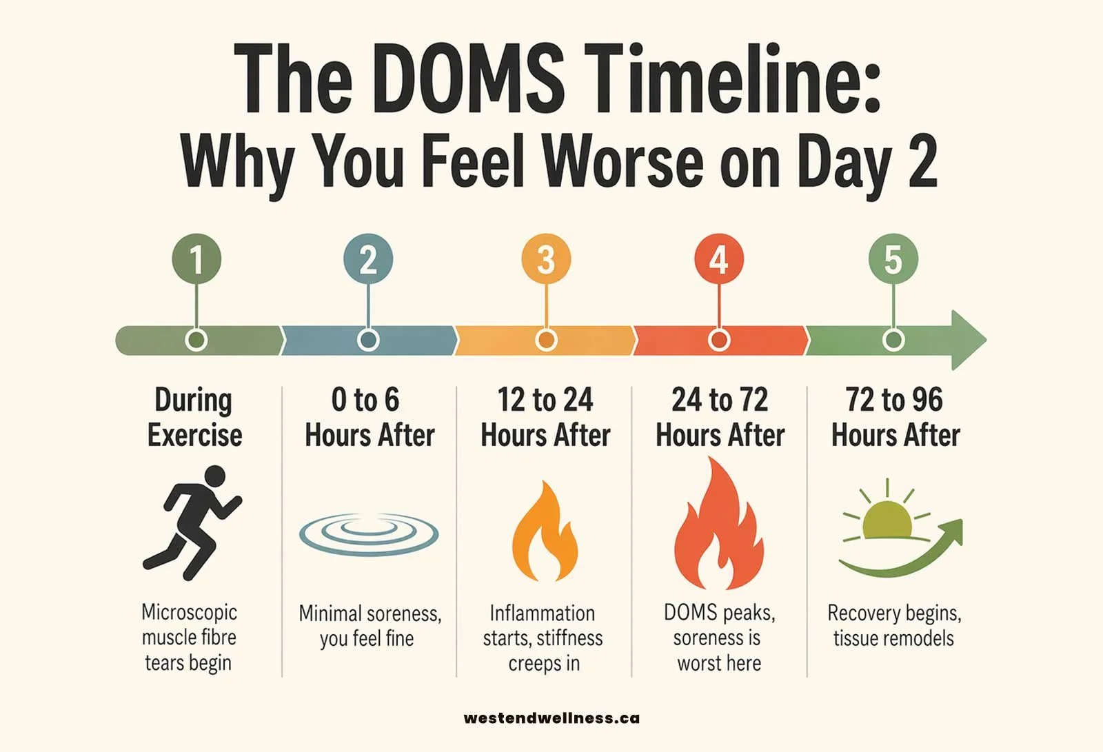 Infographic showing DOMS timeline: how muscle soreness peaks at 48 hours after exercise