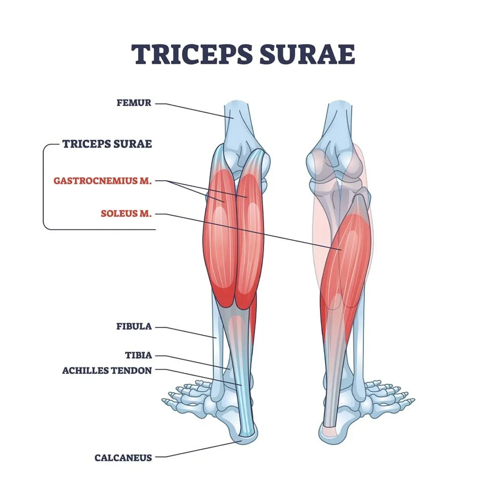 Illustration of the gastrocnemius and soleus muscles showing calf load and Achilles stress common in uphill hiking.