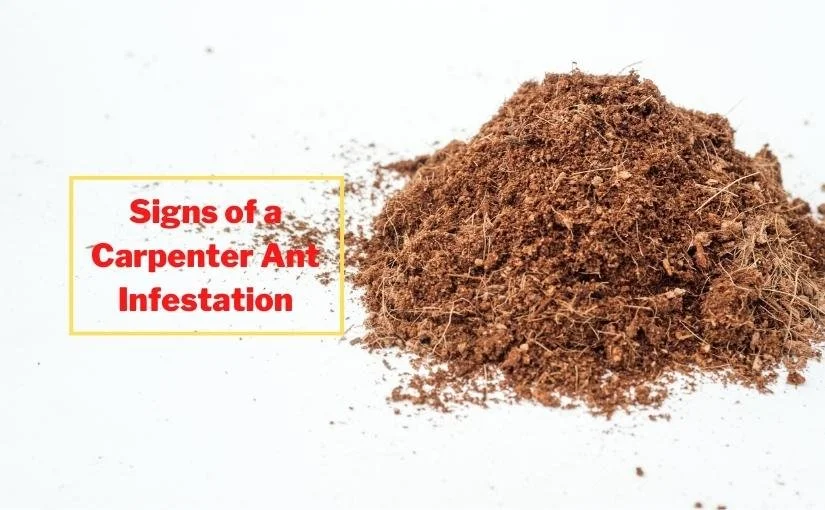 Cambridge-Pest-Removal-Warning-Signs-of-a-Carpenter-Ant-Infestationz.jpg