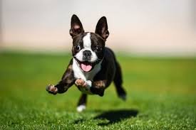 Boston Terrier meet up Saturday November 14th 12pm-2pm