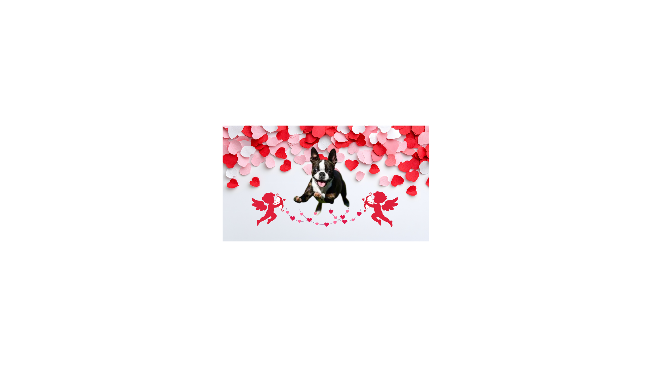 Boston Terrier meet up Valentine's day edition Friday February 13th 6pm-8pm