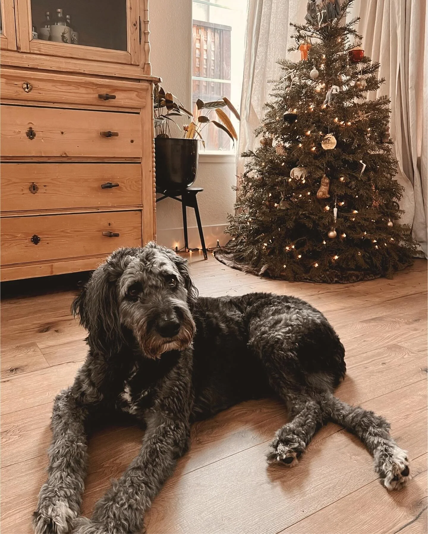 SHOULD I STAY OR SHOULD I GO 🎶🎶🎶

Do you remember when we used to just post pics of our dogs and cats on Instagram and normal everyday stuff. Is that called Instagram Vintage Edition? 

It&rsquo;s no secret, I have been pondering leaving Instagram