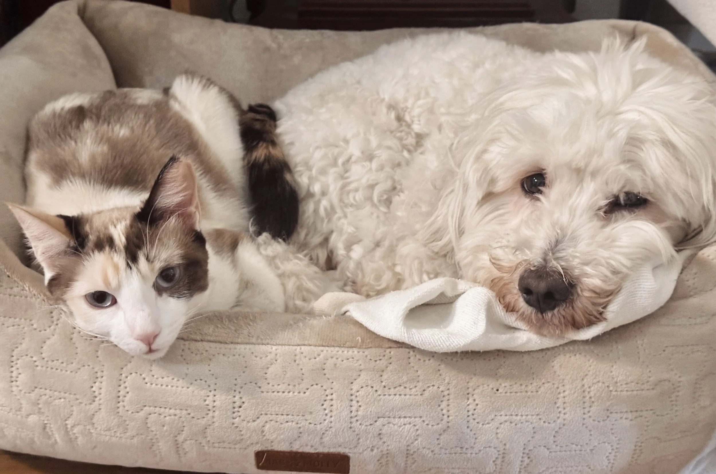 Princess Diana &amp; Marshmallow