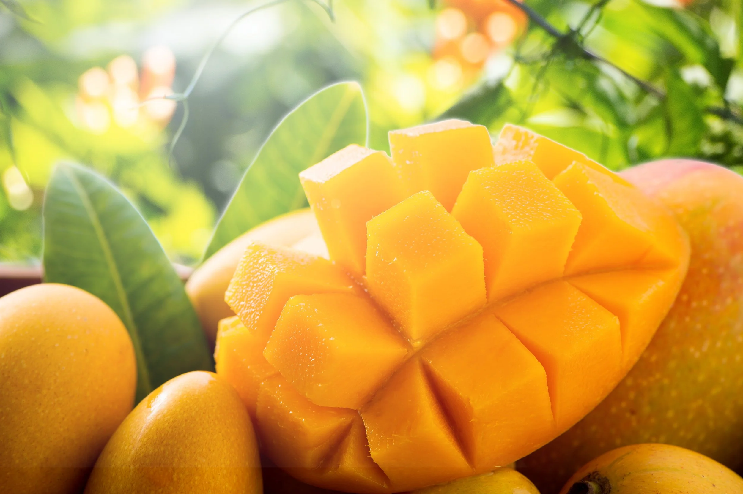 fresh-beautiful-mango-fruit-bamboo-basket-nature-backgrounds-copy-space-text-space-blank-text.jpg