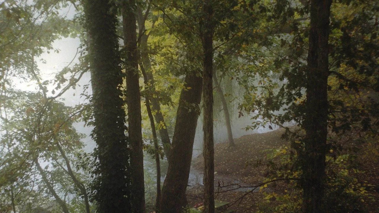 Forest with tall trees and green foliage on a foggy day.