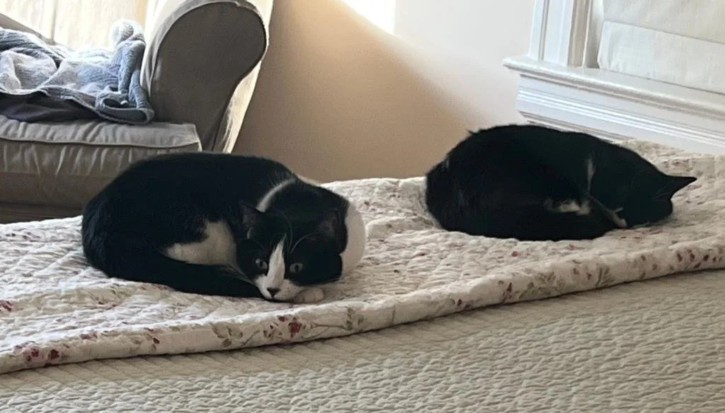 Ellie and Dodo on the bed.jpg