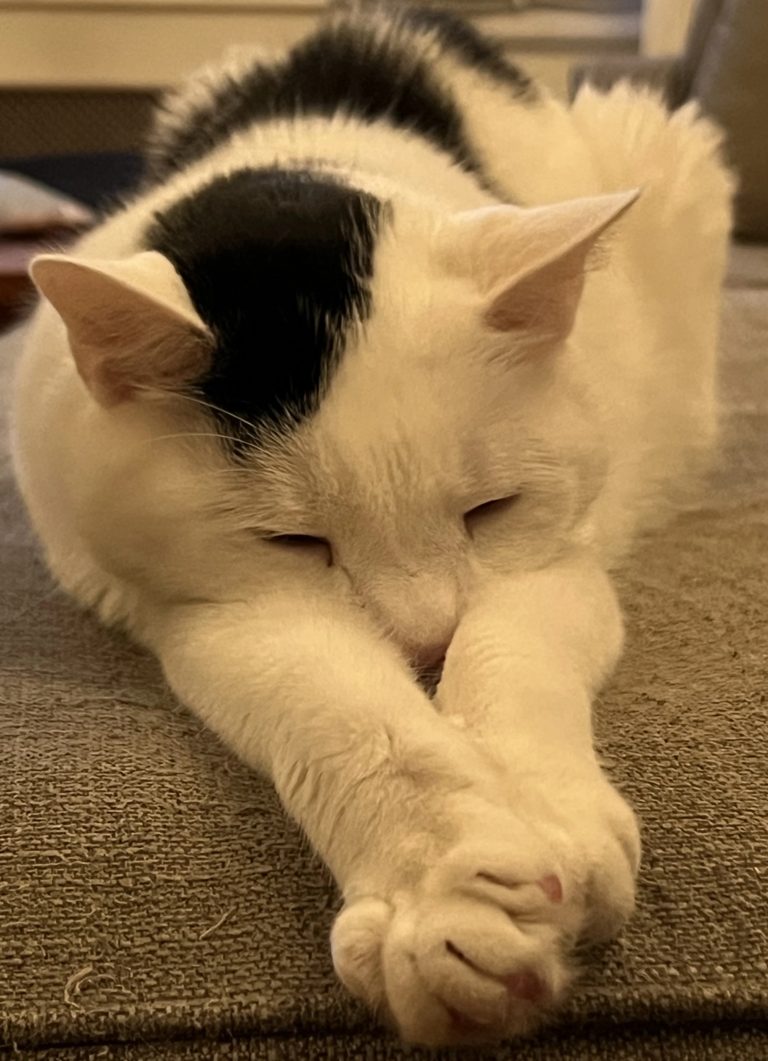 Alex outstretched on couch.jpeg