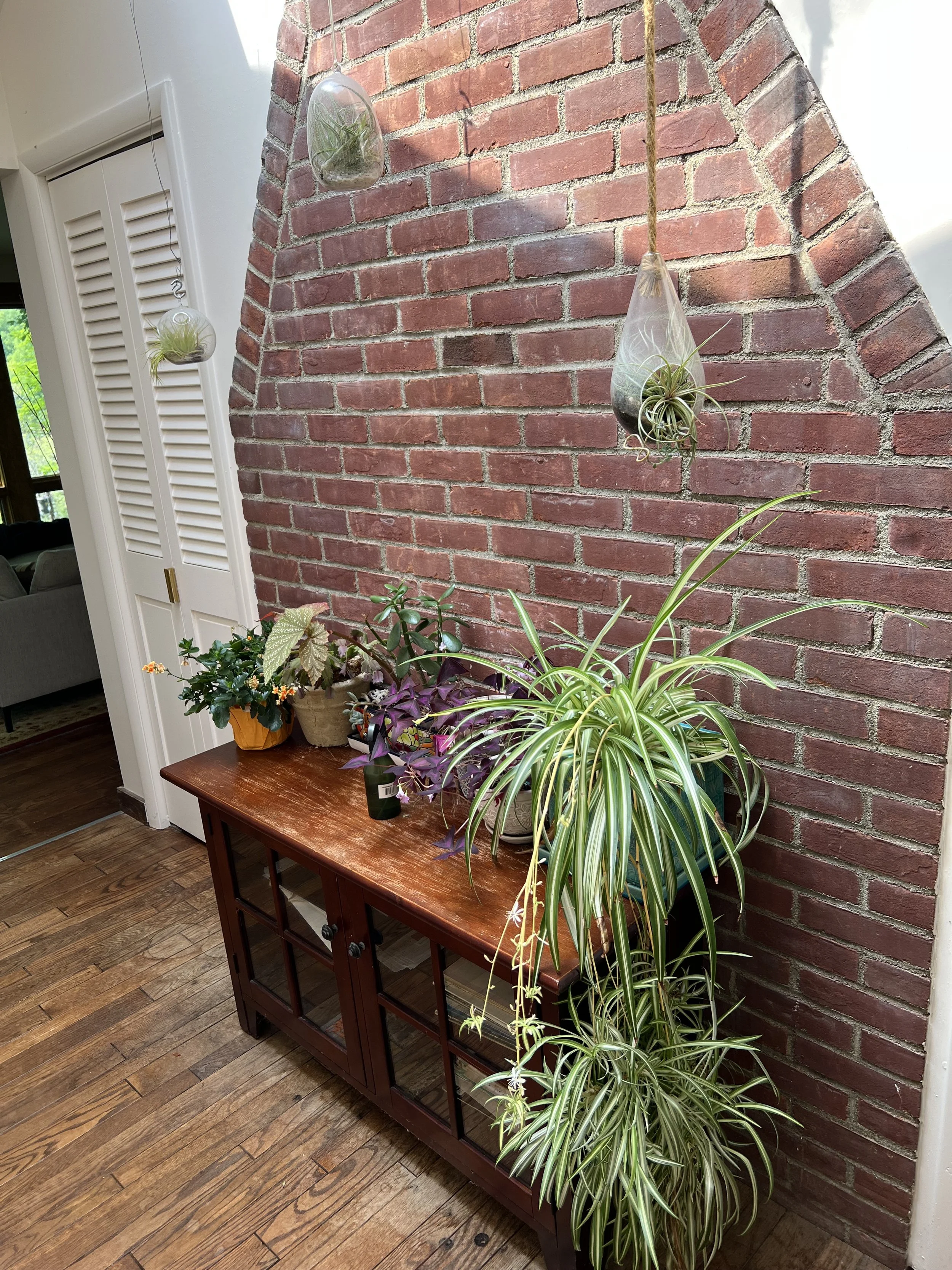 Houseplants air plants .jpg