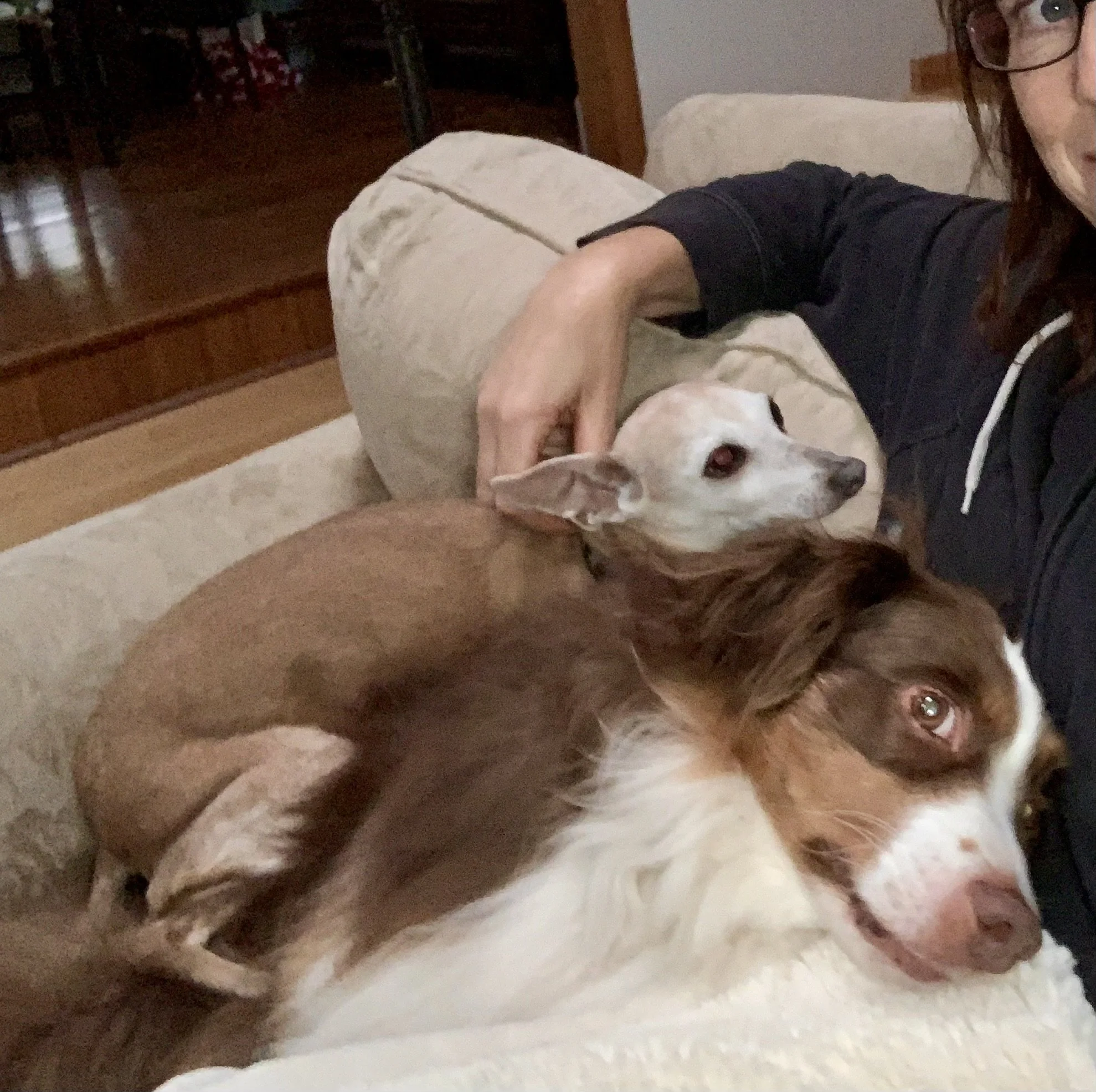 Rio and Bee on Lap cropped.jpeg