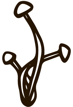 Line drawing of a mushroom.