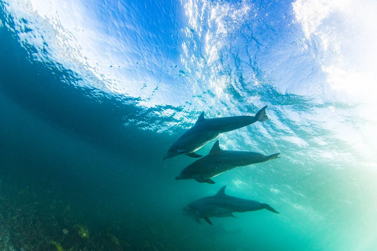 Dolphins.jpg
