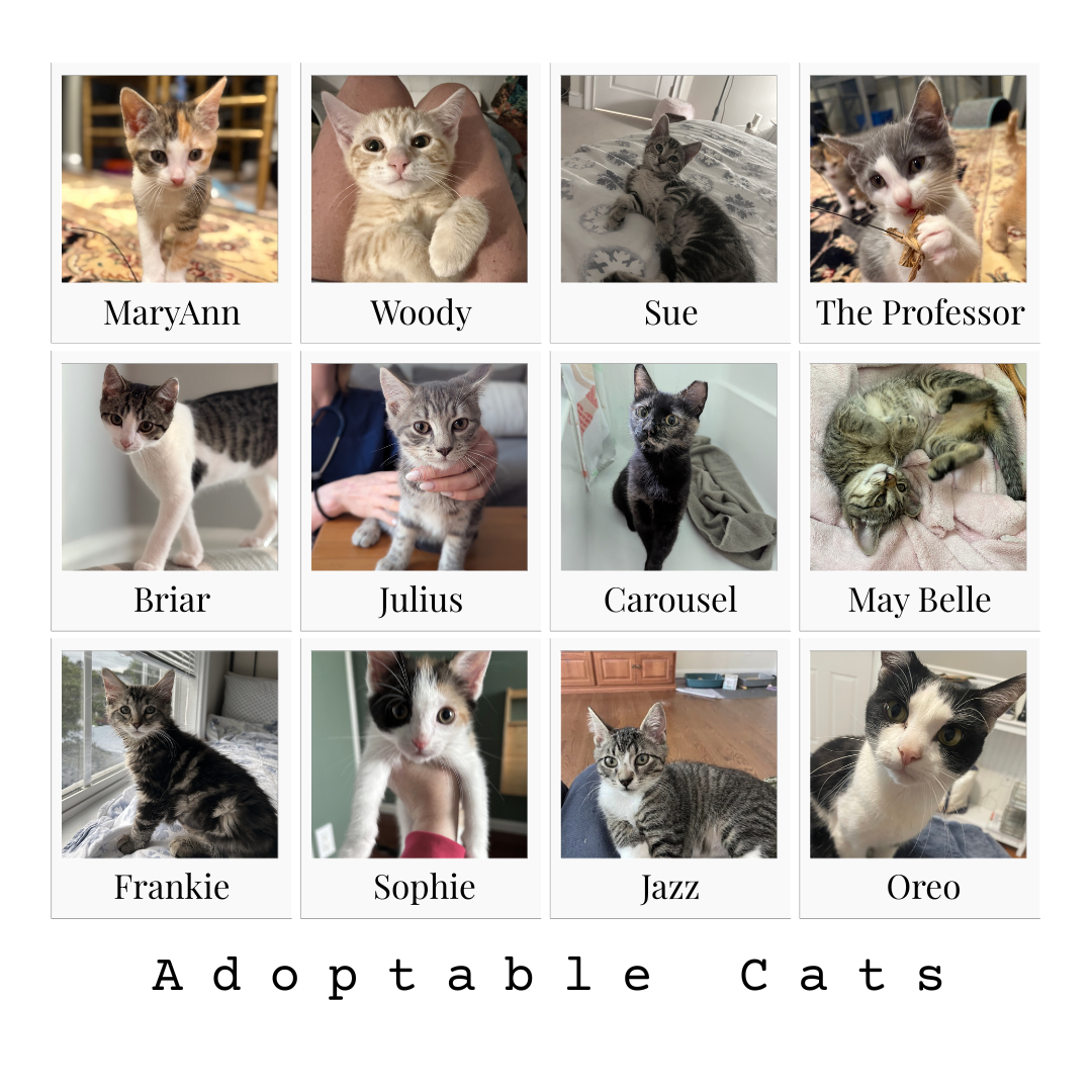 Adoption Events - August 2025