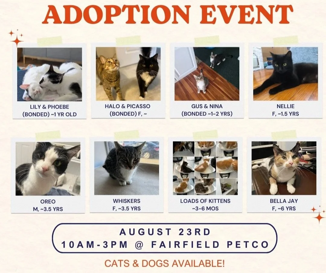 Adoption Event: August 23, 2025
