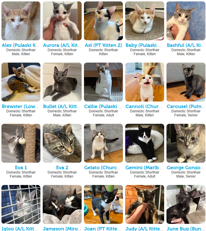 Adoption Event: September 7, 2025