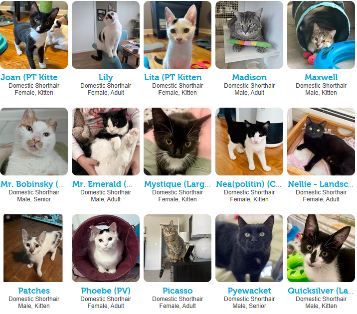Adoption Event: September 14, 2025 Fairfield Petco