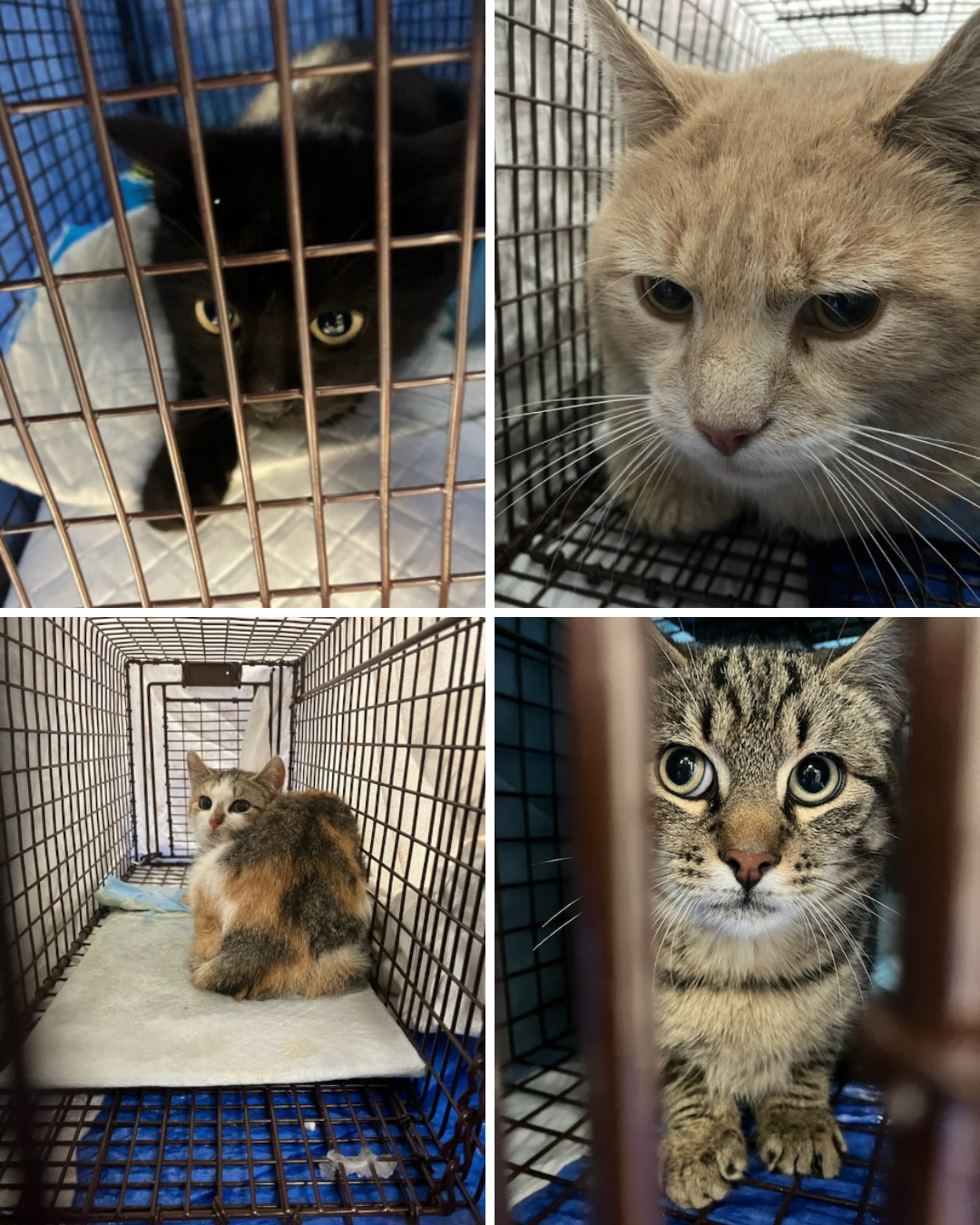 March Spay/Neuter Clinic