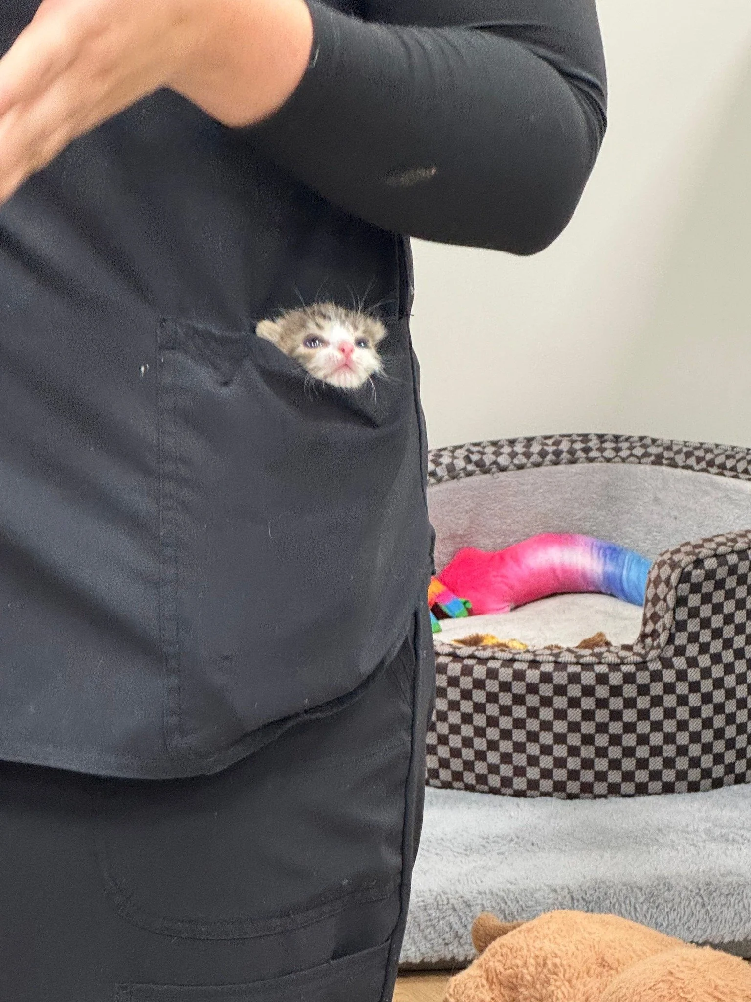 pocket kitten.jpg